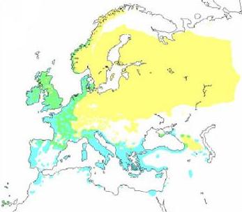 Distribución rusticola